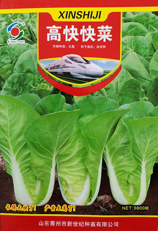 Gaokuai Early-maturing Chinese Cabbage——Early-maturing Chinese Cabbage
